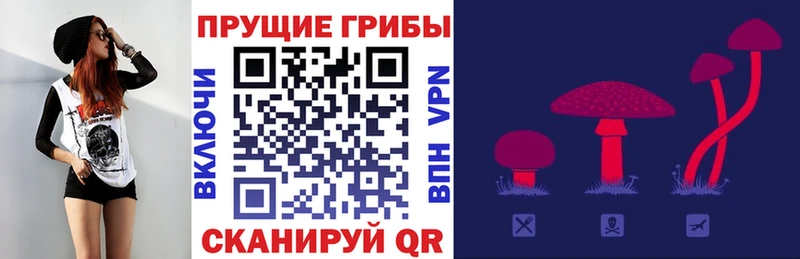 Галлюциногенные грибы Psilocybine cubensis  Талица 